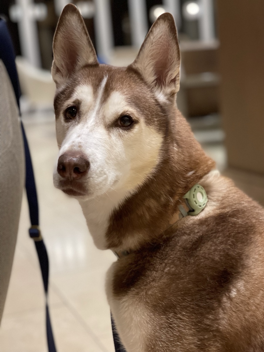 Tullah the husky